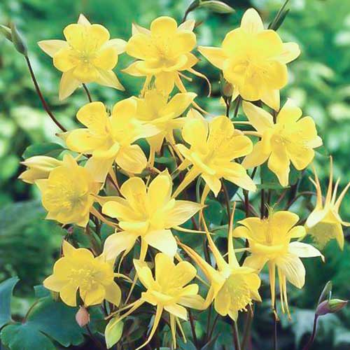 Аквилегия гибридная Желтый кристалл изображение 1 артикул 66900