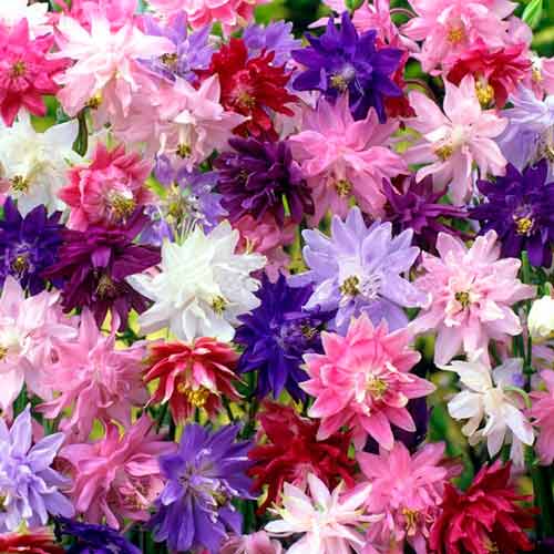 Аквилегия Клементина, смесь окрасок изображение 1 артикул 65775