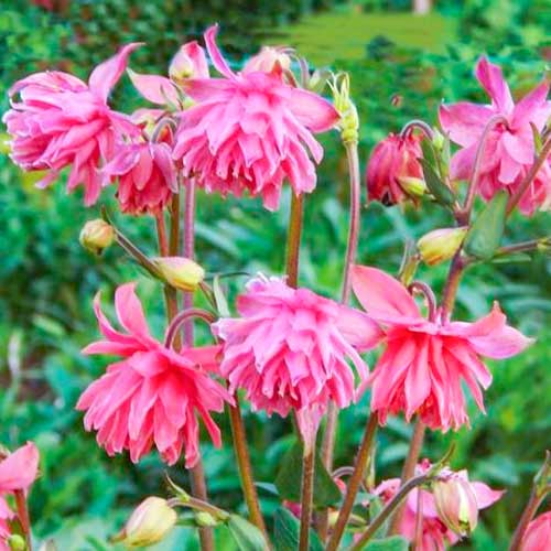 Аквилегия махровая Пинк артикул фото 1 Аквилегия махровая Пинк изображение 1 артикул 70345