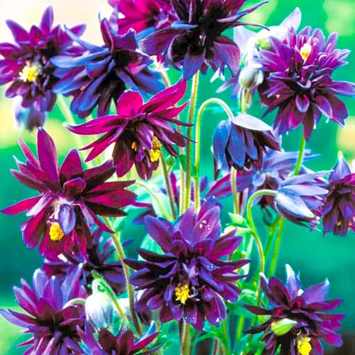 Аквилегия махровая Пурпл изображение 1 артикул 70346