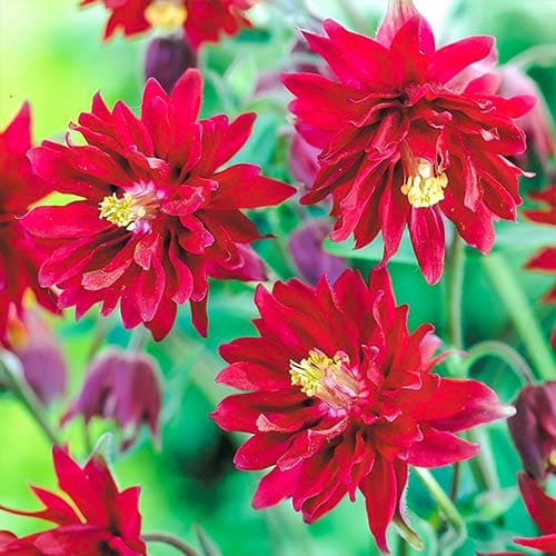 Аквилегия Винки Дабл Ред изображение 1 артикул 76021