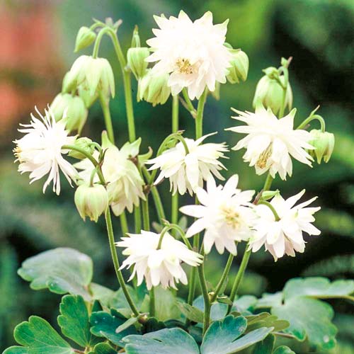 Аквилегия Тауер белая изображение 1 артикул 66002