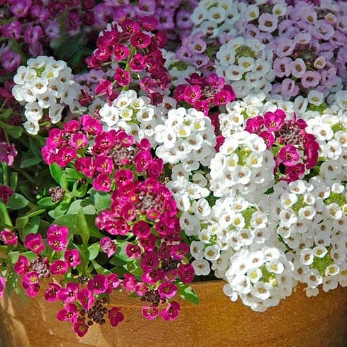 Алиссум Королевский ковер НК изображение 1 артикул 92409