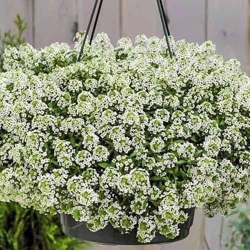 Алиссум Пасхальная шляпа белый изображение 1 артикул 73615