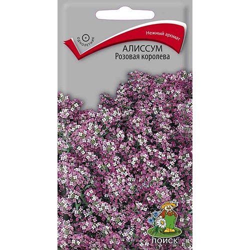 Алиссум Розовая Королева Поиск изображение 1 артикул 92853