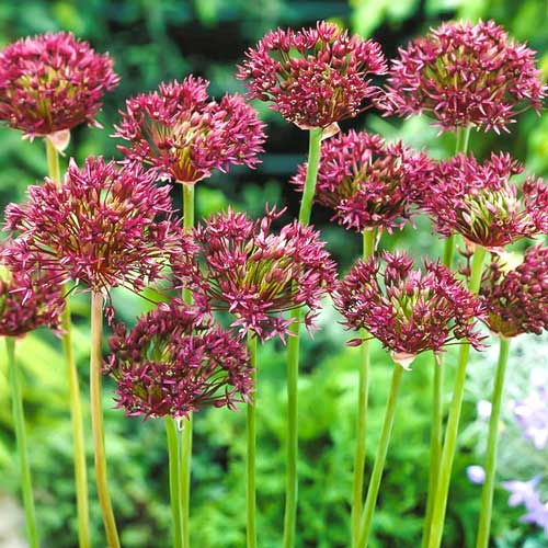 Аллиум Атропурпуреум изображение 1 артикул 68053