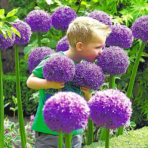 Аллиум Гладиатор артикул фото 1 Аллиум Гладиатор изображение 1 артикул 67296