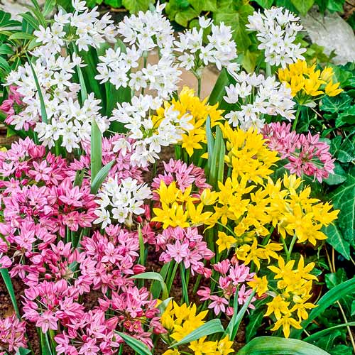 Аллиум, смесь изображение 1 артикул 67298