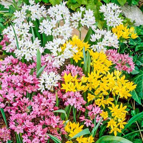 Аллиум, микс изображение 1 артикул 76370