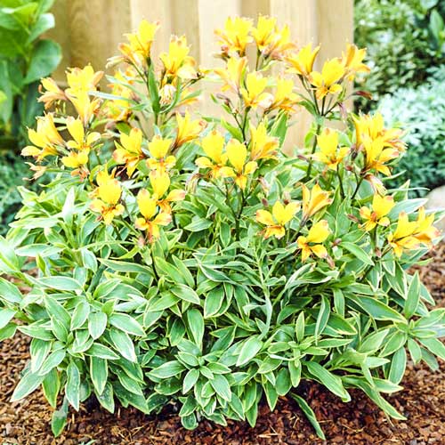 Альстромерия Глори оф зе Ендес артикул фото 1 Альстромерия Глори оф зе Ендес изображение 1 артикул 76001