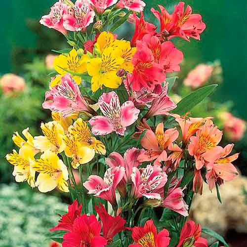 Альстромерия, смесь окрасок изображение 1 артикул 65776