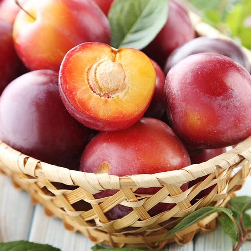 Алыча Крупноплодная изображение 1 артикул 7003