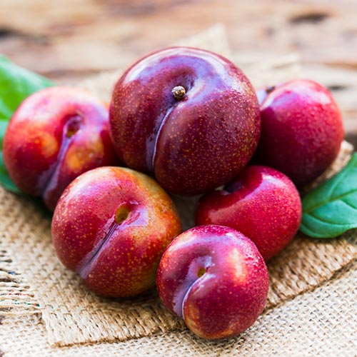 Алыча Кубанская комета изображение 1 артикул 7004