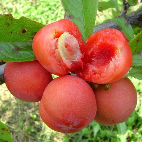 Алыча Скороплодная артикул фото 1 Алыча Скороплодная изображение 1 артикул 4163