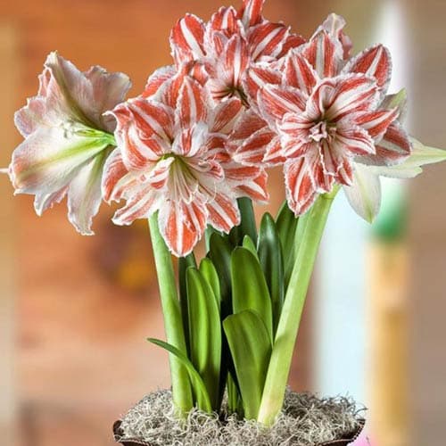 Амариллис (гиппеаструм) махровый Дансинг Квин изображение 1 артикул 76005