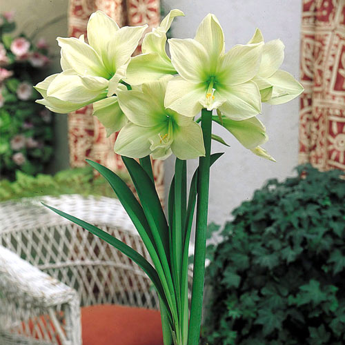 Амариллис (гиппеаструм) Лимона артикул фото 1 Амариллис (гиппеаструм) Лимона изображение 1 артикул 68919