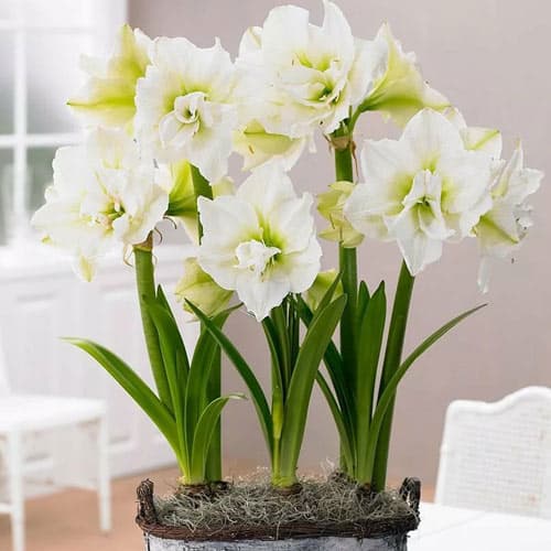 Амариллис (гиппеаструм) махровый Джевел изображение 1 артикул 76008