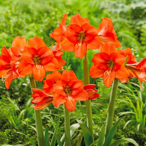 Амариллис (гиппеаструм) Оранж Квин артикул фото 1 Амариллис (гиппеаструм) Оранж Квин изображение 1 артикул 70477