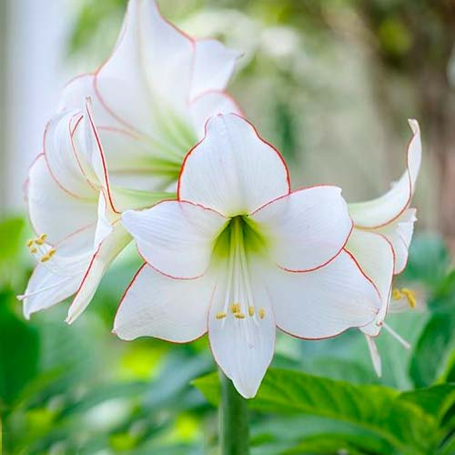 Амариллис (гиппеаструм) Пикоти артикул фото 1 Амариллис (гиппеаструм) Пикоти изображение 1 артикул 76013