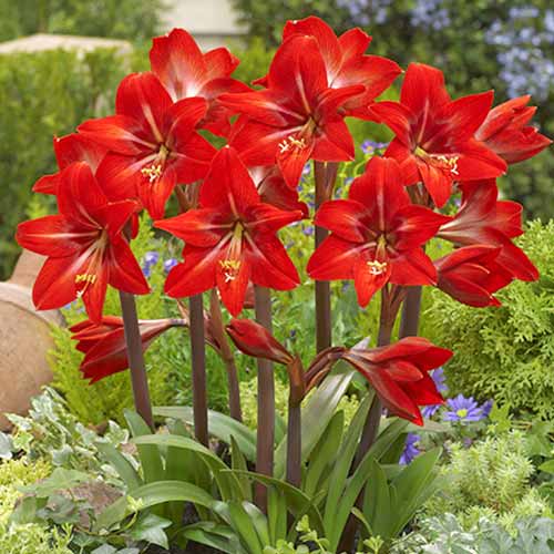 Амариллис (гиппеаструм) Ред Фаер изображение 1 артикул 67082