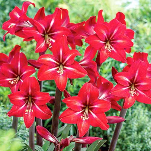 Амариллис (гиппеаструм) Ред Фаер изображение 2 артикул 67082