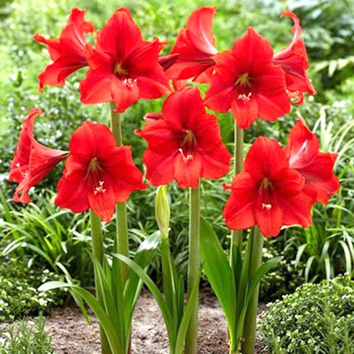 Амариллис (гиппеаструм) Ред Тайгер артикул фото 1 Амариллис (гиппеаструм) Ред Тайгер изображение 1 артикул 70331