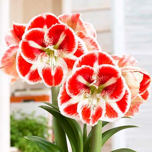 Амариллис (гиппеаструм) Самба изображение 1 артикул 70332