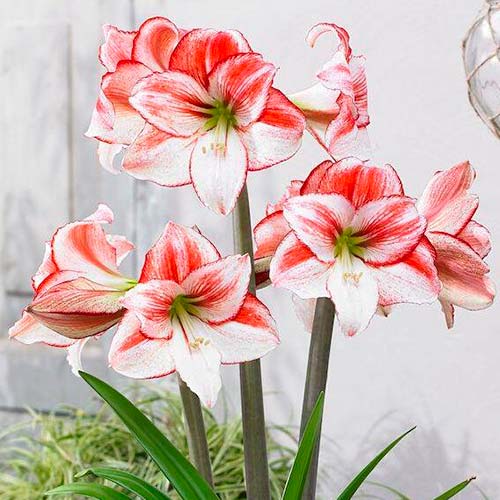Амариллис (гиппеаструм) Тейбл дансер изображение 1 артикул 70333
