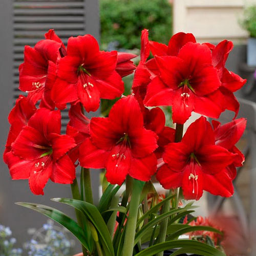 Амариллис Парк Ред изображение 1 артикул 3202