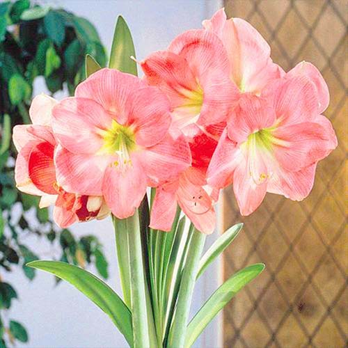 Амариллис (гиппеаструм) Сьюзан артикул фото 1 Амариллис (гиппеаструм) Сьюзан изображение 1 артикул 76164