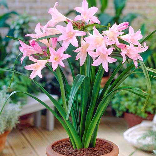 Амаркринум Говарда изображение 1 артикул 76162