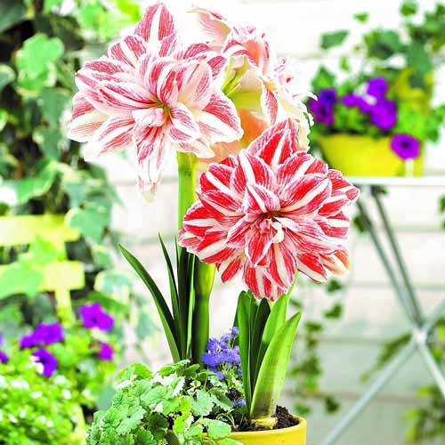 Амариллис (гиппеаструм) Дансинг Квин артикул фото 1 Амариллис (гиппеаструм) Дансинг Квин изображение 1 артикул 67303