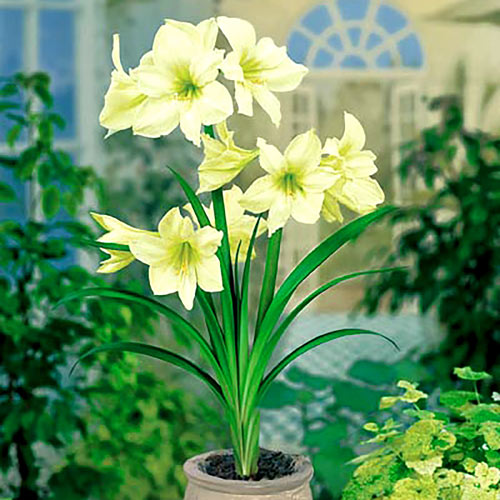 Амариллис Лимон Лайм артикул фото 2 Амариллис Лимон Лайм изображение 2 артикул 4311