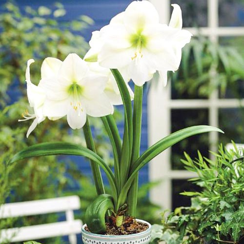 Амариллис (гиппеаструм) Монт Бланк артикул фото 1 Амариллис (гиппеаструм) Монт Бланк изображение 1 артикул 67077