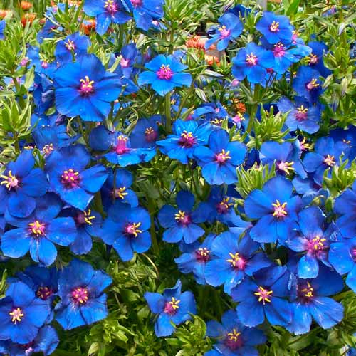 Анагалис Синеглазка артикул фото 1 Анагалис Синеглазка изображение 1 артикул 71283