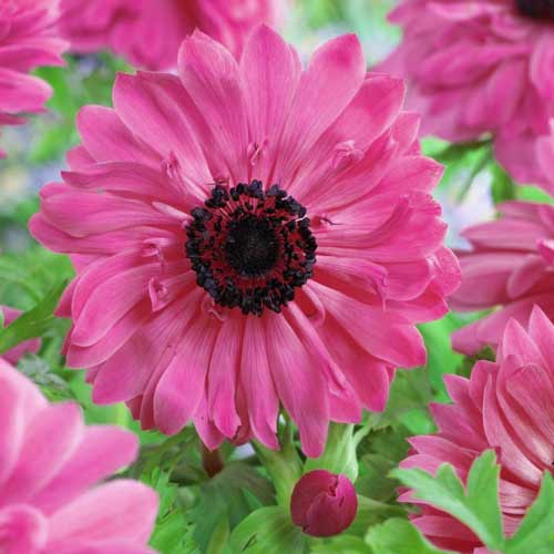 Анемона махровая Адмирал изображение 3 артикул 76168