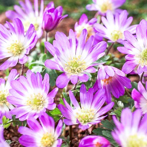 Анемона Бланда Пинк Стар изображение 1 артикул 67308