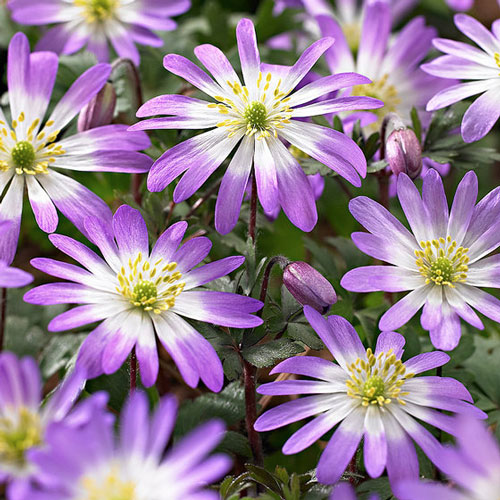 Анемона Бланда Розеа изображение 1 артикул 67309