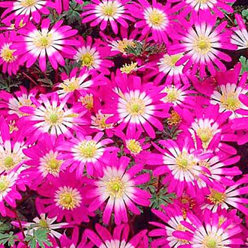 Анемона Бланда Виолет Стар изображение 1 артикул 67577