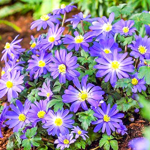 Анемона Бланда Блю Шейдс изображение 1 артикул 67085