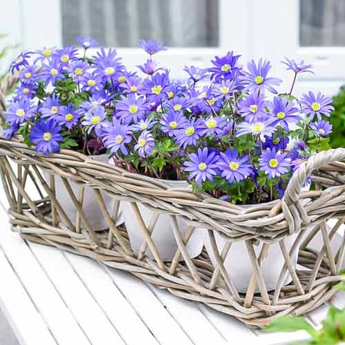 Анемона Бланда Блю Шейдс изображение 2 артикул 67085