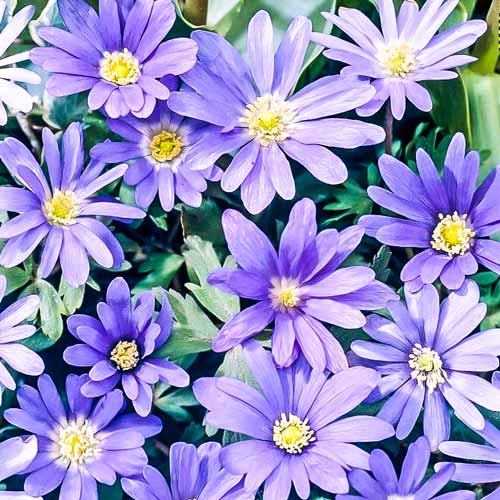 Анемона Бланда Блю Шейдс изображение 3 артикул 67085