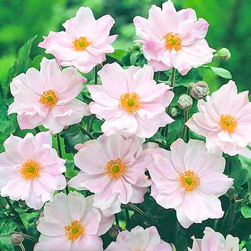 Анемона гибридная Королева Шарлотта изображение 1 артикул 70340