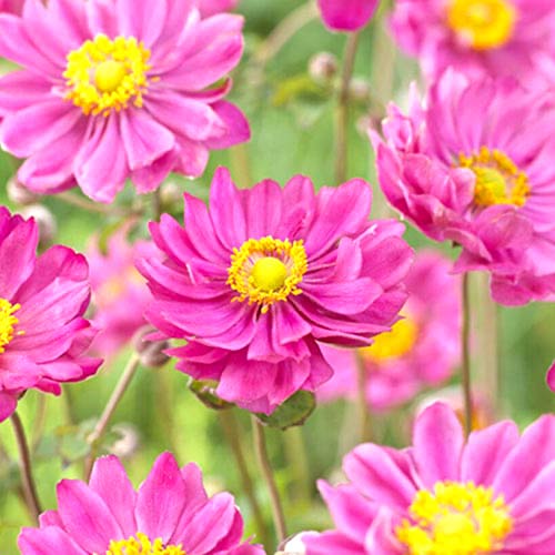 Анемона гибридная Маргарет изображение 1 артикул 70338