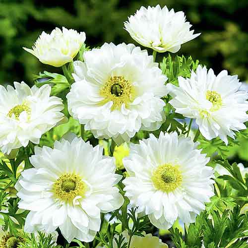 Анемона махровая Маунт Эверест изображение 1 артикул 76166