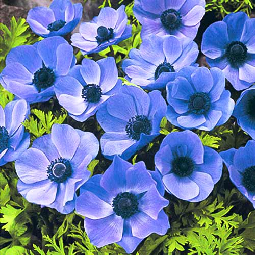 Анемона Мистер Фоккер изображение 1 артикул 70339