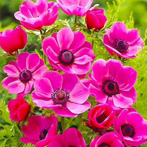 Анемона Сильфид изображение 1 артикул 70342