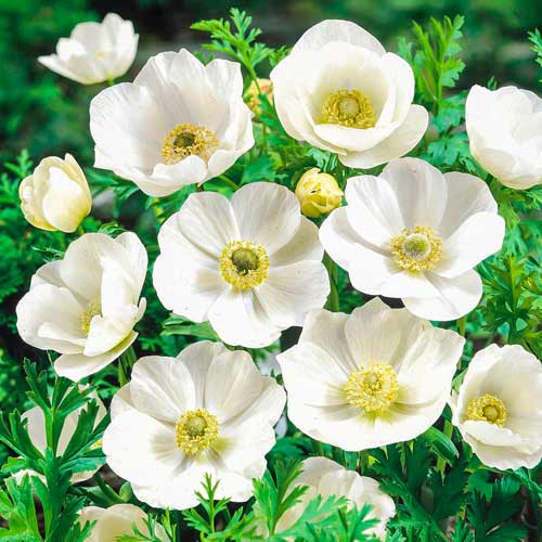 Анемона Зе Брайд изображение 1 артикул 70343