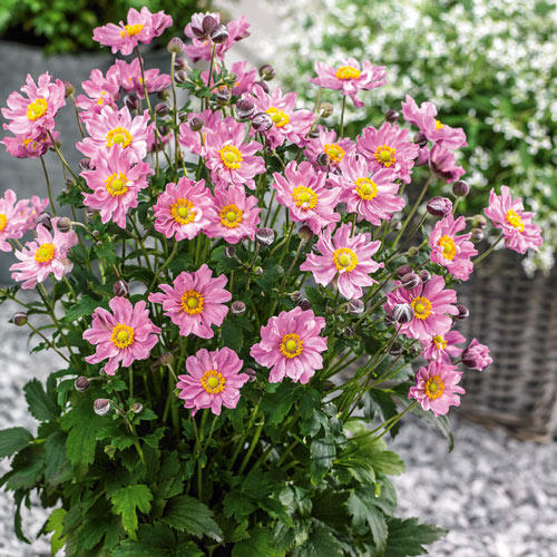 Анемона Элеганс изображение 1 артикул 6152