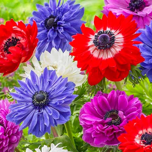 Анемона махровая Сент Бриджит изображение 1 артикул 67002